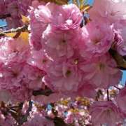 つばき こんにちは💞 大宮おかあさん