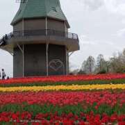 ヒメ日記 2026/04/09 15:26 投稿 つばき 西川口おかあさん
