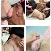 のの 癒されに🐷 sweet kiss