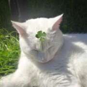 ヒメ日記 2026/02/28 14:17 投稿 虹野ゆいな -NEO-皇帝別館（中央街）