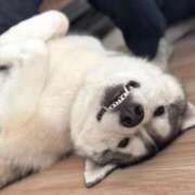 ヒメ日記 2025/12/15 15:03 投稿 船渡めいさ ミスターダンディー