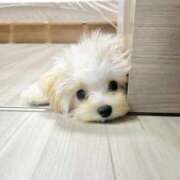 ヒメ日記 2025/12/17 13:03 投稿 船渡めいさ ミスターダンディー