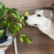 ヒメ日記 2025/12/18 07:53 投稿 船渡めいさ ミスターダンディー