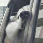 船渡めいさ thx. ミスターダンディー