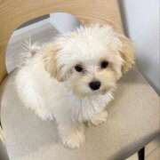 船渡めいさ soon. ミスターダンディー