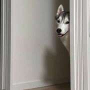 ヒメ日記 2025/12/25 18:33 投稿 船渡めいさ ミスターダンディー