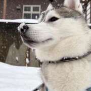 ヒメ日記 2026/01/05 08:23 投稿 船渡めいさ ミスターダンディー