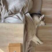 ヒメ日記 2026/01/09 08:53 投稿 船渡めいさ ミスターダンディー