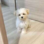 ヒメ日記 2026/01/10 20:13 投稿 船渡めいさ ミスターダンディー