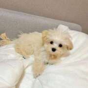 船渡めいさ gm. ミスターダンディー