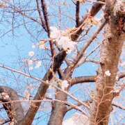 ヒメ日記 2026/03/27 18:12 投稿 御堂志月 大阪人妻花壇