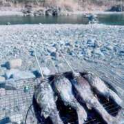 ヒメ日記 2026/01/19 20:20 投稿 MINA『ミナ』 GG