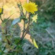 ヒメ日記 2025/12/22 13:01 投稿 愛沢せな 熟女パラダイス岐阜羽島店（カサブランカグループ）