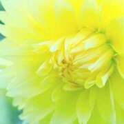 ヒメ日記 2026/01/10 09:31 投稿 愛沢せな 熟女パラダイス岐阜羽島店（カサブランカグループ）