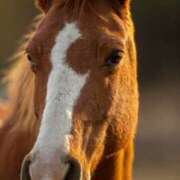 ヒメ日記 2026/01/08 19:39 投稿 かりん 素人妻御奉仕倶楽部Hip's松戸店