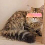 ヒメ日記 2025/12/17 08:12 投稿 なのは 熟女パラダイス岐阜店（カサブランカグループ）