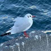 ヒメ日記 2026/02/25 13:34 投稿 なのは 熟女パラダイス岐阜店（カサブランカグループ）