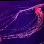 ヒメ日記 2025/12/27 22:11 投稿 あやめ姫 I know すい～つ 生クリームpie