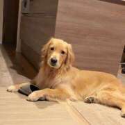 ヒメ日記 2026/04/11 22:04 投稿 星菜　うの 雅(みやび)