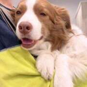 ヒメ日記 2026/04/22 06:39 投稿 星菜　うの 雅(みやび)