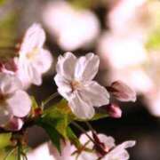 ヒメ日記 2026/04/24 08:57 投稿 星菜　うの 雅(みやび)