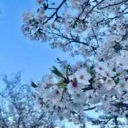 ヒメ日記 2026/04/07 11:03 投稿 七望【ナナミ】 LOVEキタ兎我野店