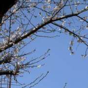 ヒメ日記 2026/03/24 11:25 投稿 あいか 千葉松戸ちゃんこ