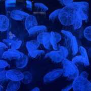 ヒメ日記 2026/03/25 09:15 投稿 あいか 千葉松戸ちゃんこ