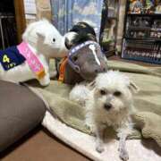 ヒメ日記 2026/04/28 22:51 投稿 あいか 千葉松戸ちゃんこ