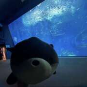 ヒメ日記 2026/06/23 06:49 投稿 あいか 千葉松戸ちゃんこ