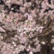 ヒメ日記 2026/03/22 14:09 投稿 つばき ぽっちゃりデリヘル倶楽部