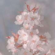 ヒメ日記 2026/04/07 20:10 投稿 結城るみな 五反田はじめてのエステ