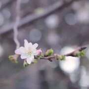 新人・明里(あかり) S様♡4/7ご予約ありがとうございます🌷 グランドオペラ東京