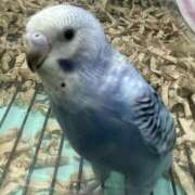 ヒメ日記 2026/05/15 19:47 投稿 さやか BABY LIPS