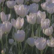 ヒメ日記 2026/04/18 03:30 投稿 あおい クラブレア南大阪