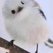 ヒメ日記 2026/02/12 05:54 投稿 こはる ごほうびSPA横浜店