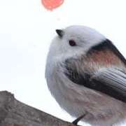 こはる 合言葉🦭🫧 ごほうびSPA横浜店