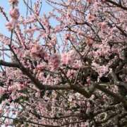 ヒメ日記 2026/03/12 22:44 投稿 こはる ごほうびSPA横浜店