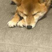 ヒメ日記 2026/03/21 23:14 投稿 こはる ごほうびSPA横浜店