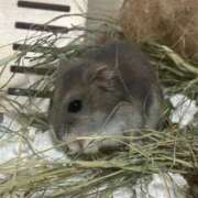ヒメ日記 2026/06/07 12:00 投稿 赤福あんこ アロー