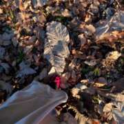 ヒメ日記 2026/01/30 12:10 投稿 みのり 贅沢なひと時