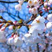 ヒメ日記 2026/04/03 20:54 投稿 浜辺さりな 五十路マダム 新潟店(カサブランカグループ)