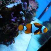 ヒメ日記 2026/04/04 07:42 投稿 浜辺さりな 五十路マダム 新潟店(カサブランカグループ)