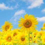 ヒメ日記 2025/12/13 22:03 投稿 五十鈴 OL物語