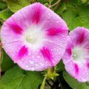 ヒメ日記 2025/12/23 03:43 投稿 藍香 OL物語