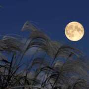 ヒメ日記 2025/12/15 22:49 投稿 七瀬 OL物語