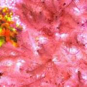 ヒメ日記 2025/12/23 18:28 投稿 紗久良 OL物語