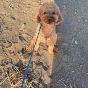 ヒメ日記 2026/02/19 15:26 投稿 すず Lolipop（ロリポップ）