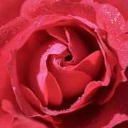 ヒメ日記 2026/01/12 05:49 投稿 伊藤 なずな プルプルハウス