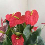 ヒメ日記 2025/12/18 00:14 投稿 しの OL物語